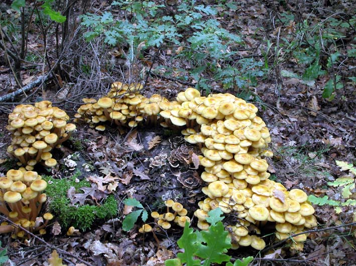 Ancora....Armillaria mellea